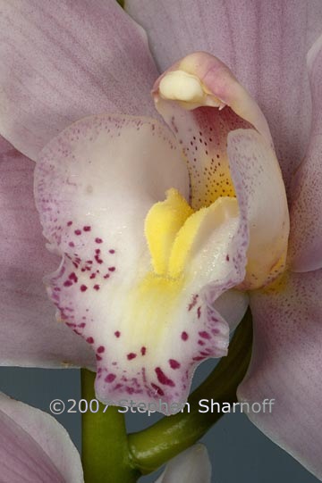 pink yellow orchid graphic